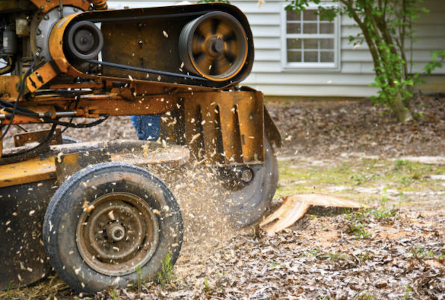 stump removal in texas