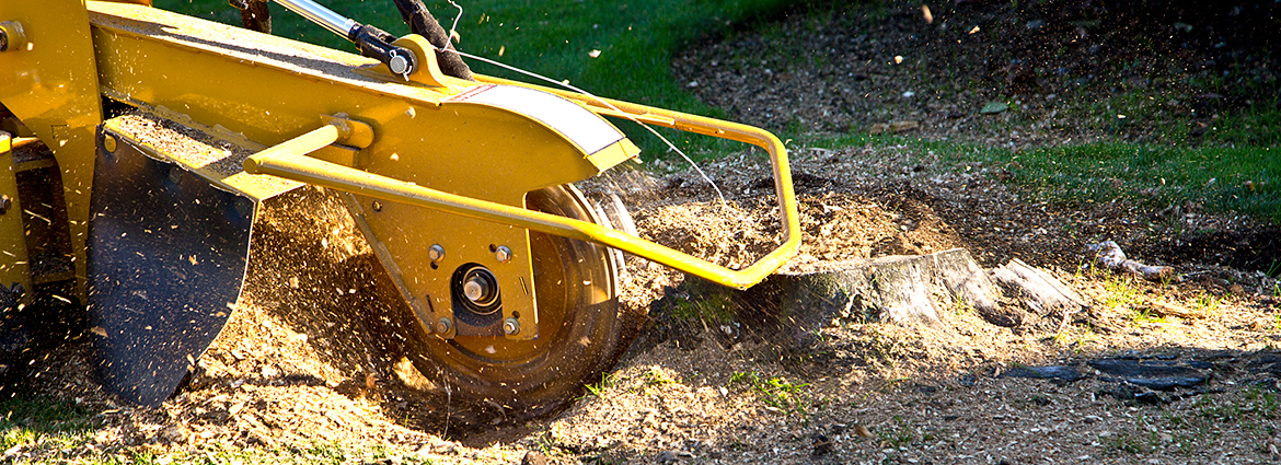 TX Stump Removal